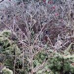 Ligustrum vulgare Habitat