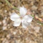 Dianthus arrosti Квітка