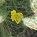 Helichrysum odoratissimum 花