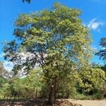 Ateleia herbert-smithii Hábito