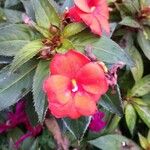 Impatiens hawkeri പുഷ്പം