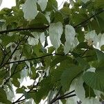 Davidia involucrata 整株植物