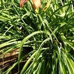 Hemerocallis fulvaBlad