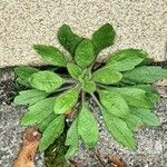 Myosotis ramosissima Leaf