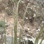 Festuca myuros Floare