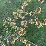 Hamamelis virginiana ശീലം