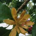 Magnolia champaca Květ