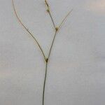 Carex remota 花