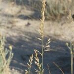 Festuca juncifolia Inny