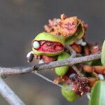 Xylopia katangensis Fruto
