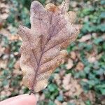Quercus petraea Fulla