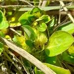 Alternanthera pungens Bloem