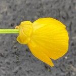 Ranunculus bulbosus Květ