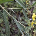 Crotalaria juncea Leaf