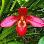 Phragmipedium besseae Flower