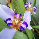Neomarica caerulea Květ