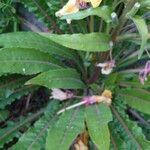 Oenothera × fallax Blad