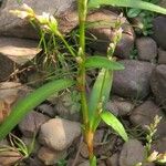 Persicaria minor Blatt