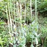 Turritis glabra Hábito