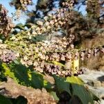 Berberis bealei Blüte