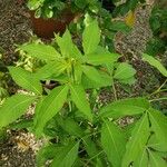 Tovaria pendula Hoja