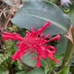 Odontonema cuspidatum Flower