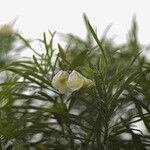 Cascabela thevetia Flor