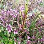 Thymus serpyllumŽiedas