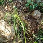 Eragrostis aspera Blüte