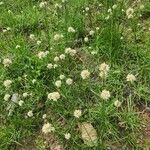 Cyperus niveus Λουλούδι