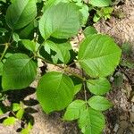 Aralia spinosa Leaf