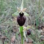 Ophrys passionis 花