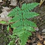 Dryopteris carthusiana برگ