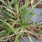 Eragrostis minor Hoja