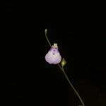 Utricularia pubescens Fleur