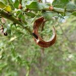 Acacia paradoxa ഫലം