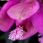 Polygala myrtifolia Alia