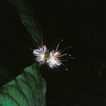 Hirtella physophora Virág