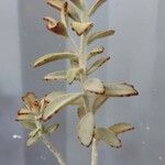 Kalanchoe tomentosaHostoa