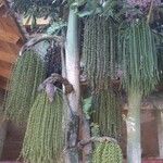 Caryota mitis その他の提案