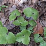 Hepatica nobilis Leaf