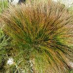 Juncus trifidus Yeri