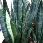 Sansevieria hyacinthoides Folha