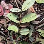 Quassia gabonensis Hoja