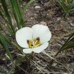 Calochortus leichtlinii Virág