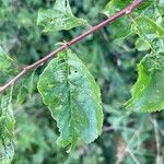 Prunus brigantina ഇല