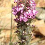 Pedicularis attollens