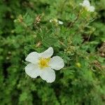 Dasiphora fruticosa Flower