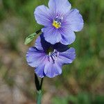 Linum lewisii Flower
