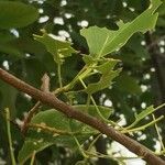 Maerua angolensis Leaf